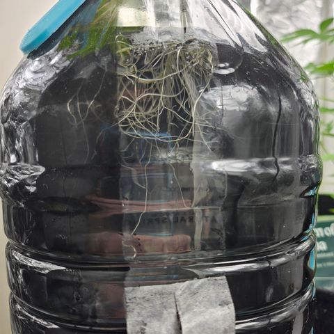 Nancy growlog photo: Nice roots 