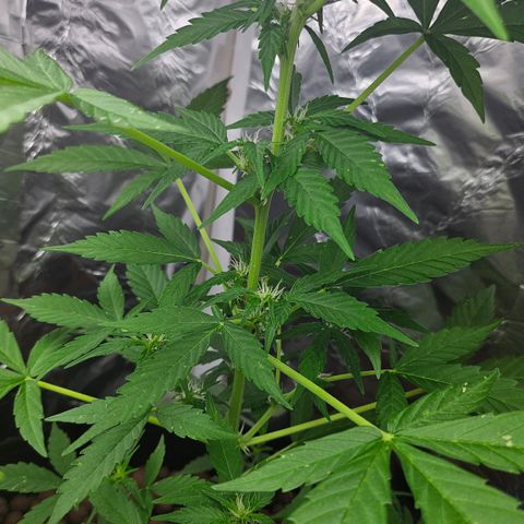 Her majesty growlog timeline photo
