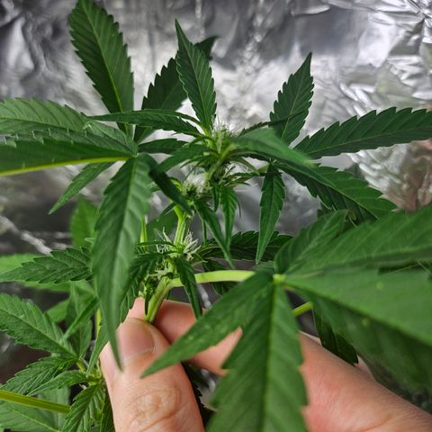 Her majesty growlog photo: Nice bud production 