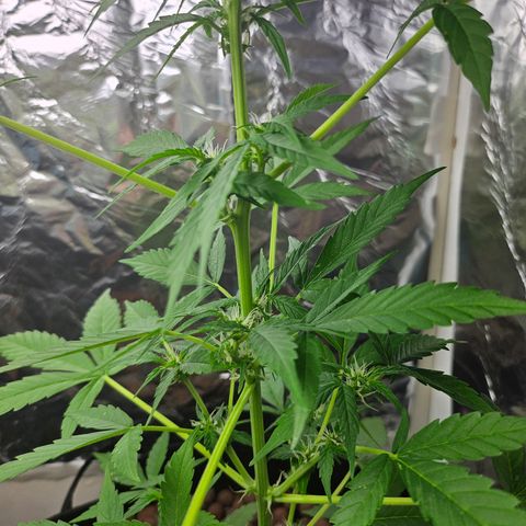 Her majesty growlog photo: Nice bud production 