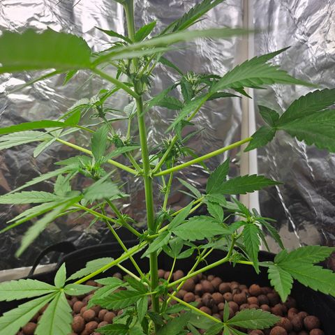 Her majesty growlog photo: Nice bud production 