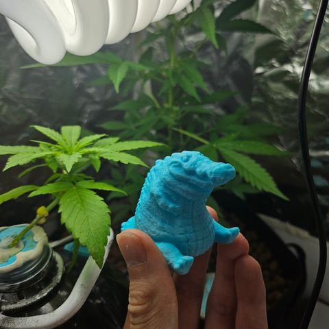 Her majesty growlog photo: Queen of Sheba mascot?