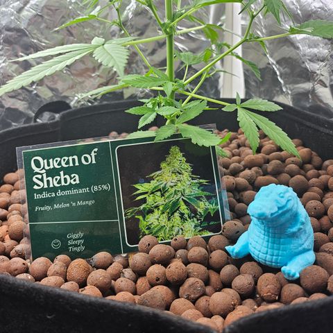 Her majesty growlog photo: Queen of Sheba mascot?