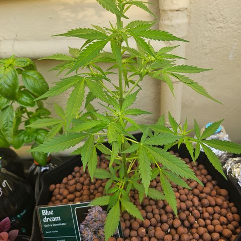 Beedee growlog photo: Light trim of the fan leaves