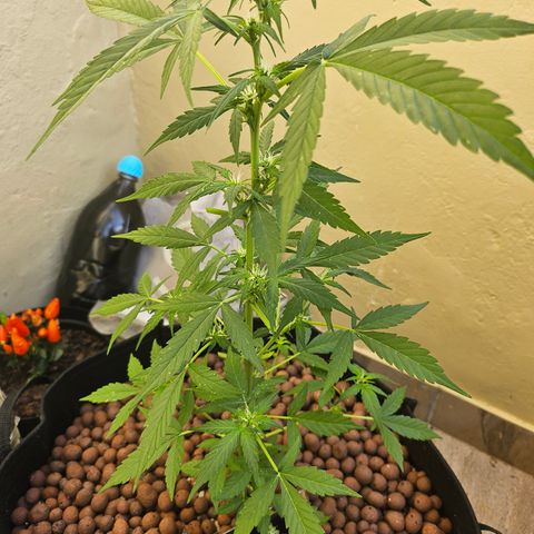 Her majesty growlog photo: Light trim