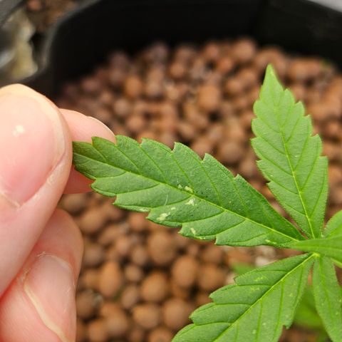 Her majesty growlog photo: Issues with white dots on leaves. Trying to diagnose. Powdery mildew? Spider mites? Thrips? I'm thinking thrips but I didn't see any, waiting on feedback.
