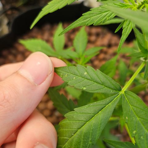Her majesty growlog photo: Issues with white dots on leaves. Trying to diagnose. Powdery mildew? Spider mites? Thrips? I'm thinking thrips but I didn't see any, waiting on feedback.