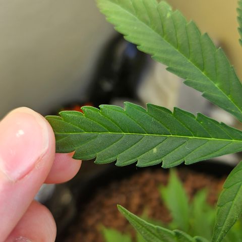 Her majesty growlog photo: Issues with white dots on leaves. Trying to diagnose. Powdery mildew? Spider mites? Thrips? I'm thinking thrips but I didn't see any, waiting on feedback.
