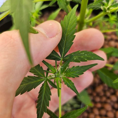 Her majesty growlog photo: Issues with white dots on leaves. Trying to diagnose. Powdery mildew? Spider mites? Thrips? I'm thinking thrips but I didn't see any, waiting on feedback.