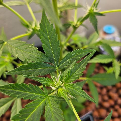 Her majesty growlog photo: Tracking infection