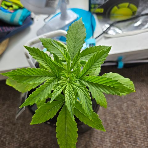 Nancy growlog timeline photo