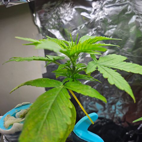 Nancy growlog photo: Sole canoeing, moved lights higher 