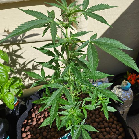 Her majesty growlog timeline photo