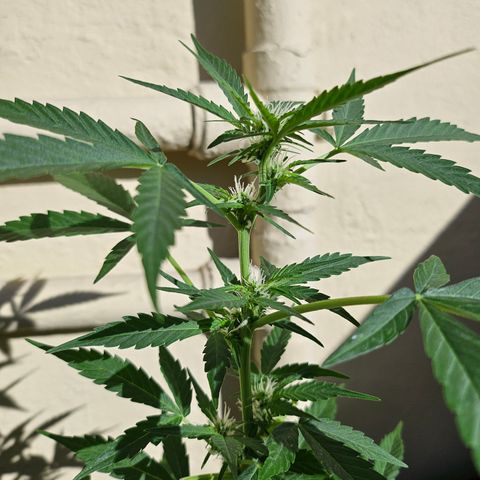 Her majesty growlog timeline photo