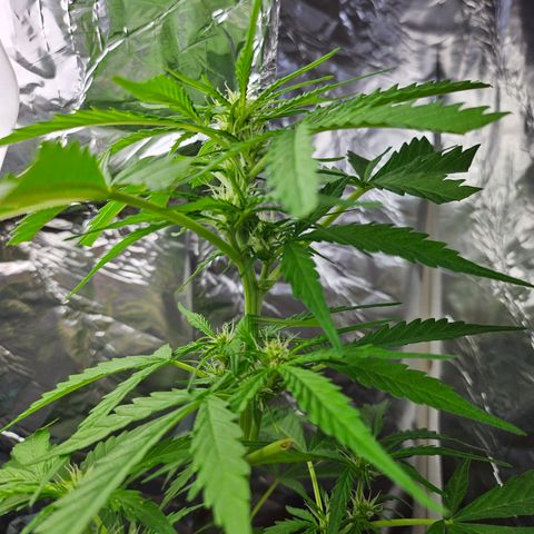 Beedee growlog photo: Buds on the way 