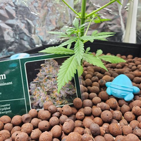 Beedee growlog photo: Blue dream mascot 🤓
A dreaming blue Kirby 