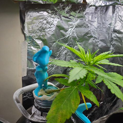 Nancy growlog photo: Polar bear mascots for the northern lights! 