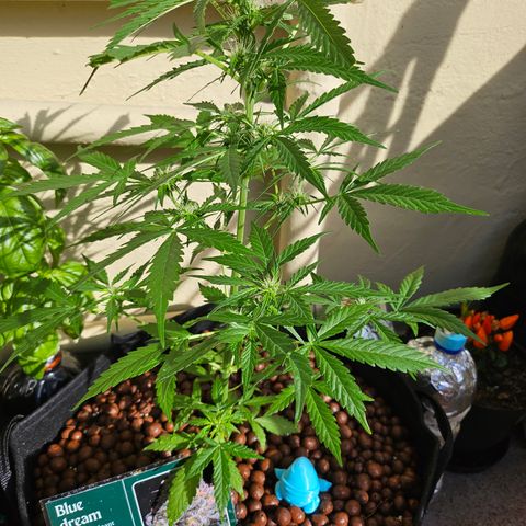 Beedee growlog timeline photo