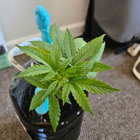 Nancy growlog timeline photo
