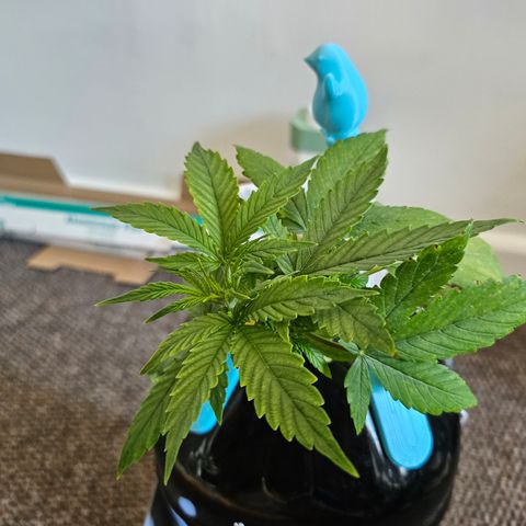 Nancy growlog timeline photo
