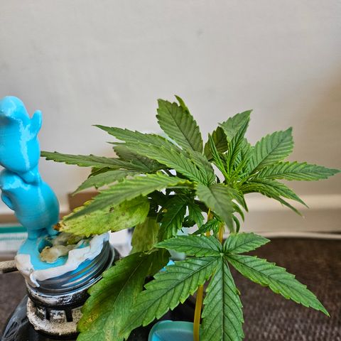 Nancy growlog timeline photo