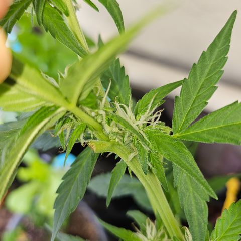 Beedee growlog photo: Starting to get a touch frosty 