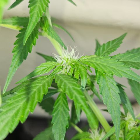 Beedee growlog photo: Starting to get a touch frosty 