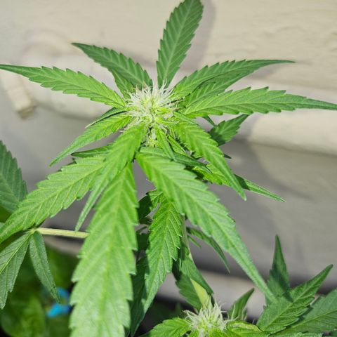 Beedee growlog photo: Starting to get a touch frosty 