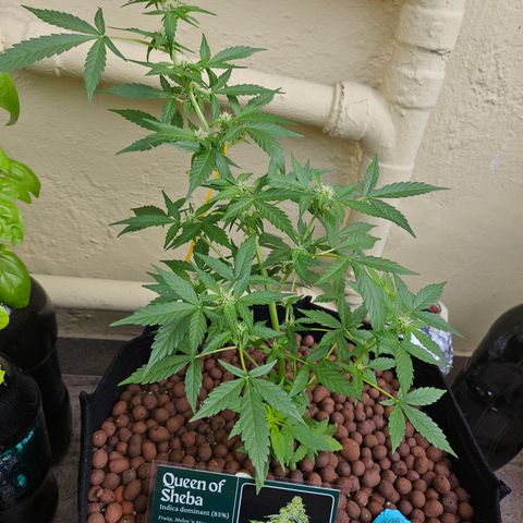 Her majesty growlog timeline photo
