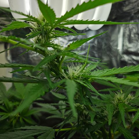 Beedee growlog timeline photo