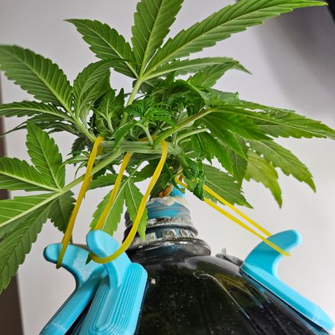 Nancy growlog timeline photo