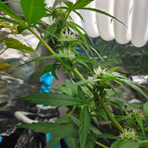 Beedee growlog timeline photo