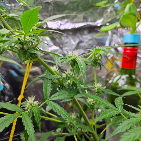 Beedee growlog timeline photo