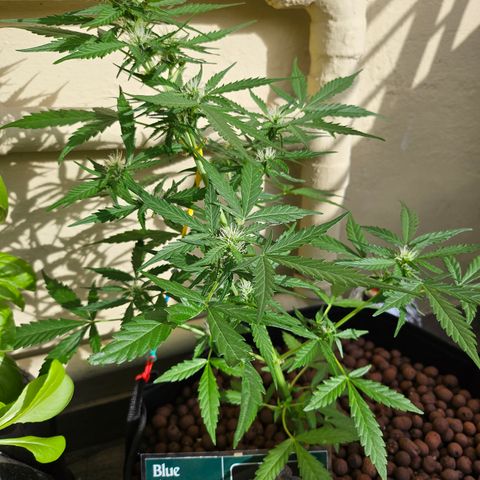 Beedee growlog timeline photo