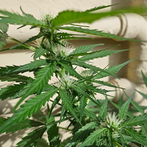 Beedee growlog timeline photo