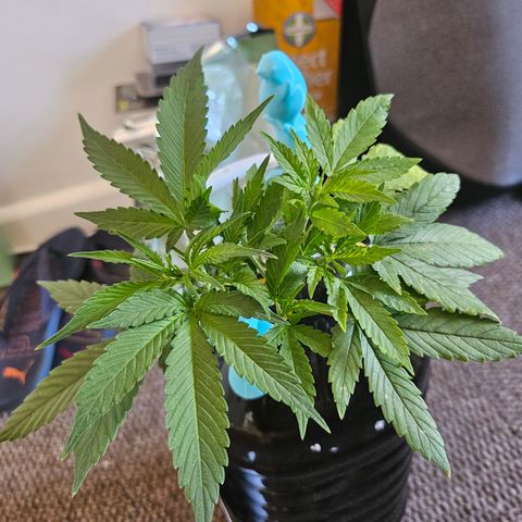 Nancy growlog timeline photo