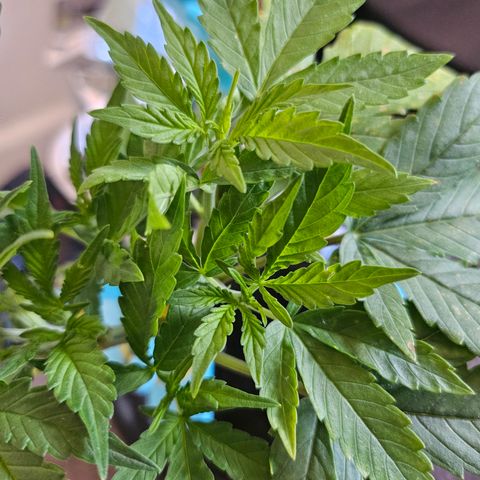 Nancy growlog photo: LST is paying off, getting some new strong stems 