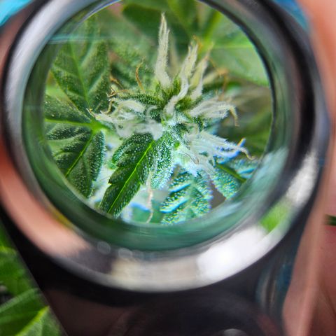 Her majesty growlog timeline photo