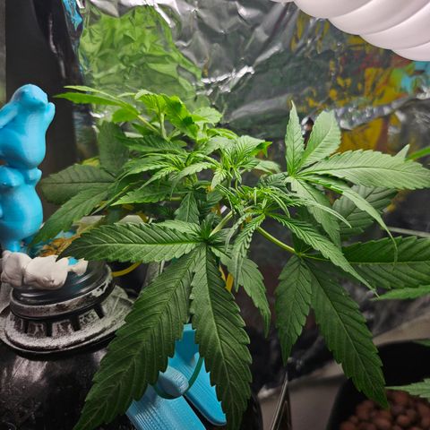 Nancy growlog timeline photo