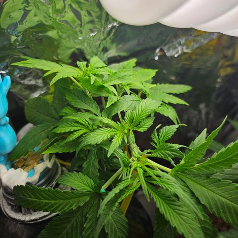 Nancy growlog timeline photo