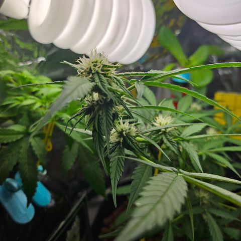Her majesty growlog timeline photo