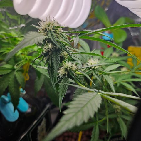 Her majesty growlog timeline photo