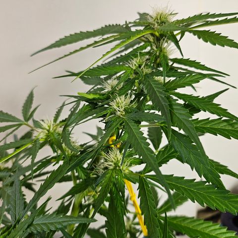 Beedee growlog timeline photo