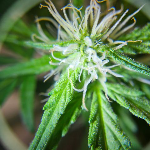 Beedee growlog timeline photo