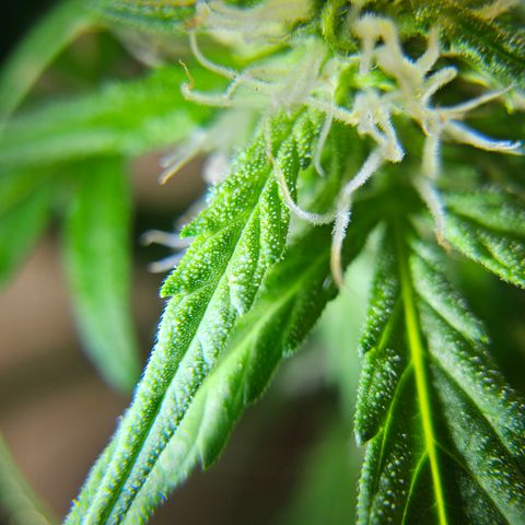 Beedee growlog timeline photo