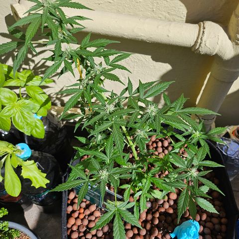 Her majesty growlog timeline photo