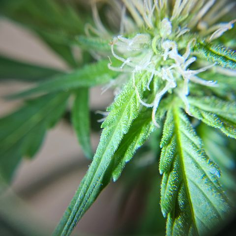 Beedee growlog timeline photo
