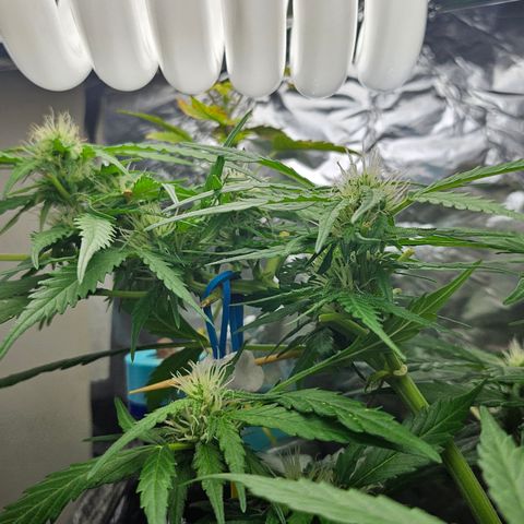 Beedee growlog timeline photo