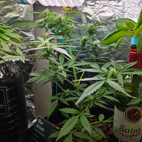 Beedee growlog timeline photo