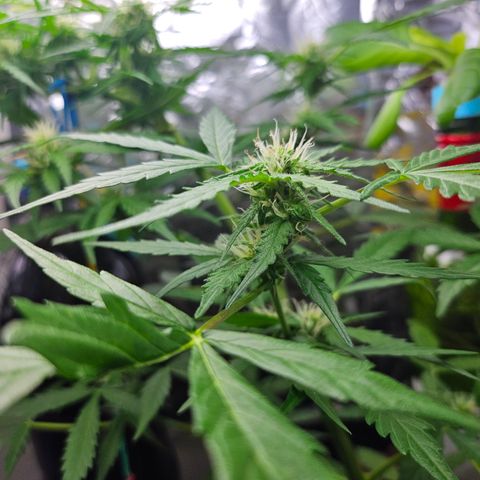 Beedee growlog timeline photo